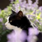 Is Peppermint Oil Safe for Cats? Guide for Pet Owners