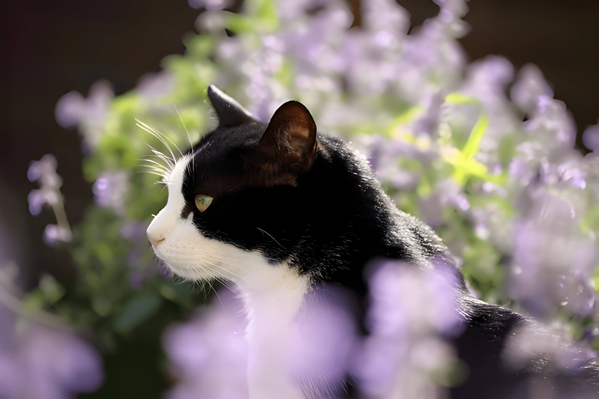 Why Do Cats Love Catnip And How It Affects Them