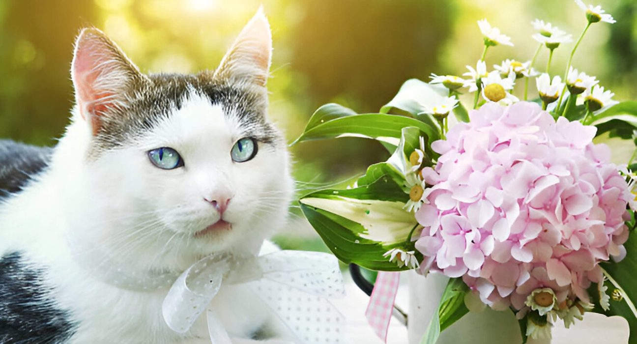 Are Hydrangeas Poisonous To Cats Understanding The Risks And Precautions