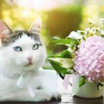 When Do Cats Stop Growing? Understanding Your Feline Friend’s Development