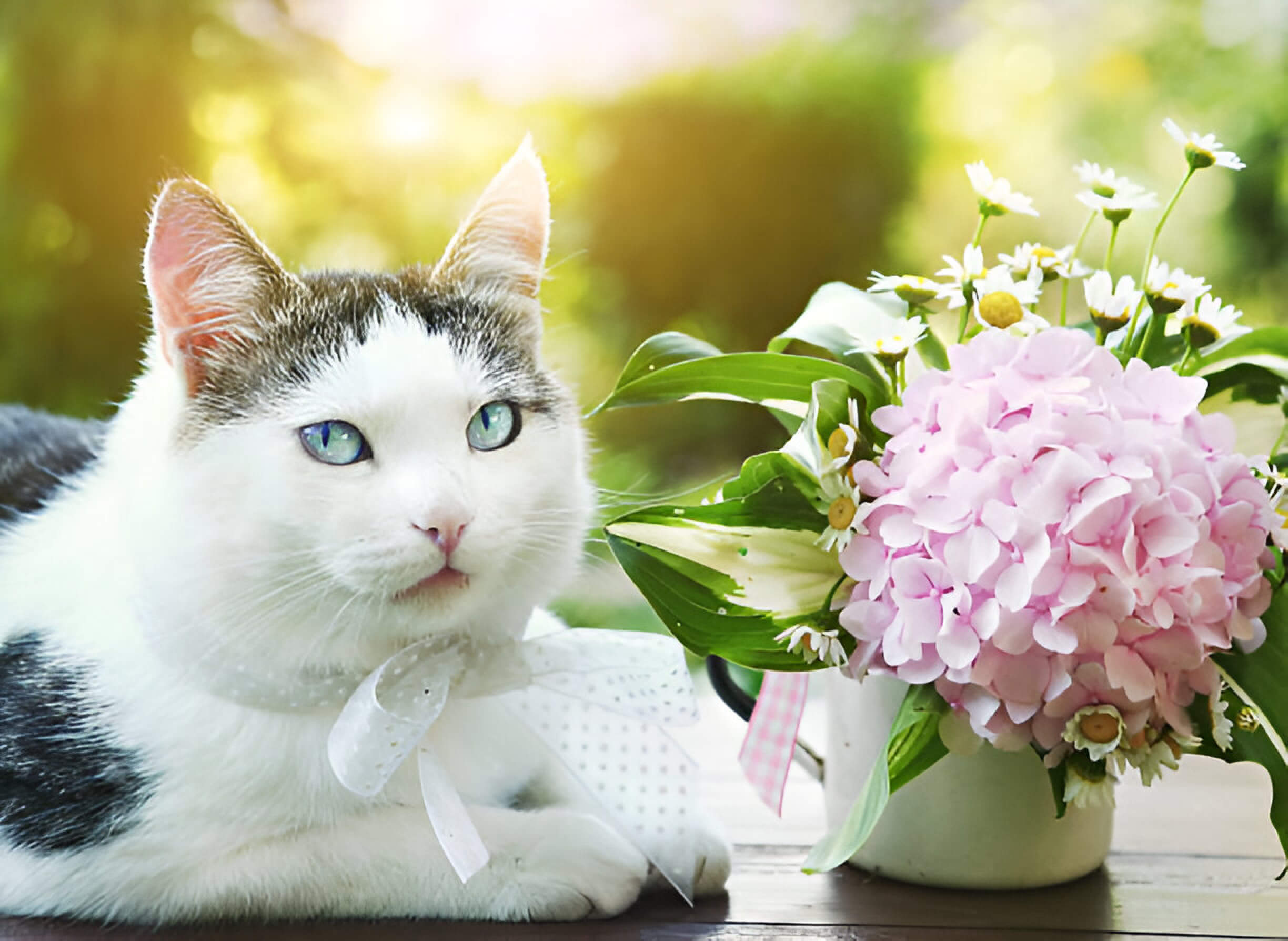 Are Hydrangeas Poisonous To Cats Understanding The Risks And Precautions