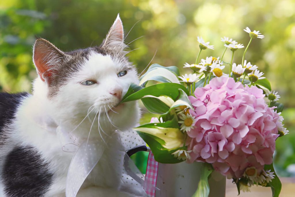 Are Hydrangeas Poisonous To Cats Which Parts Of The Hydrangea Plant Are Most Dangerous