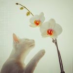 Are Roses Toxic to Cats? Understanding the Risks and Safety Measures