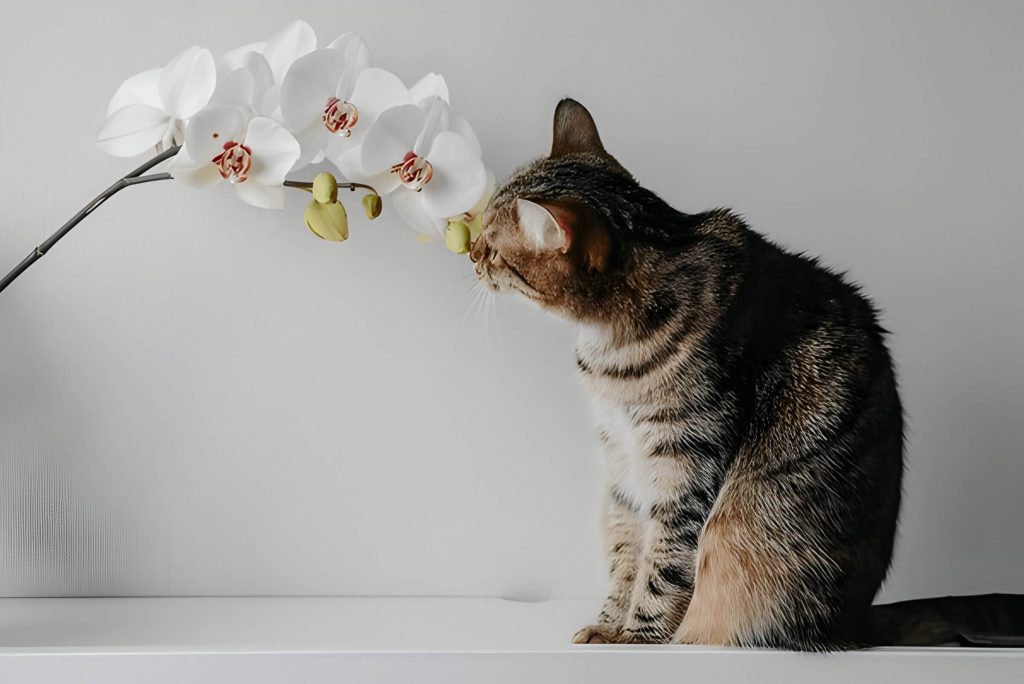 Are Orchids Poisonous To Cats The Truth About Orchids And Cat Toxicity