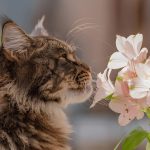 Understanding Why Your Cat Is Sneezing (Causes, Concerns, and Care)