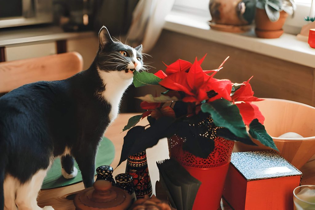 Are Poinsettias Poisonous To Cats And What Happens If A Cat Eats Poinsettia