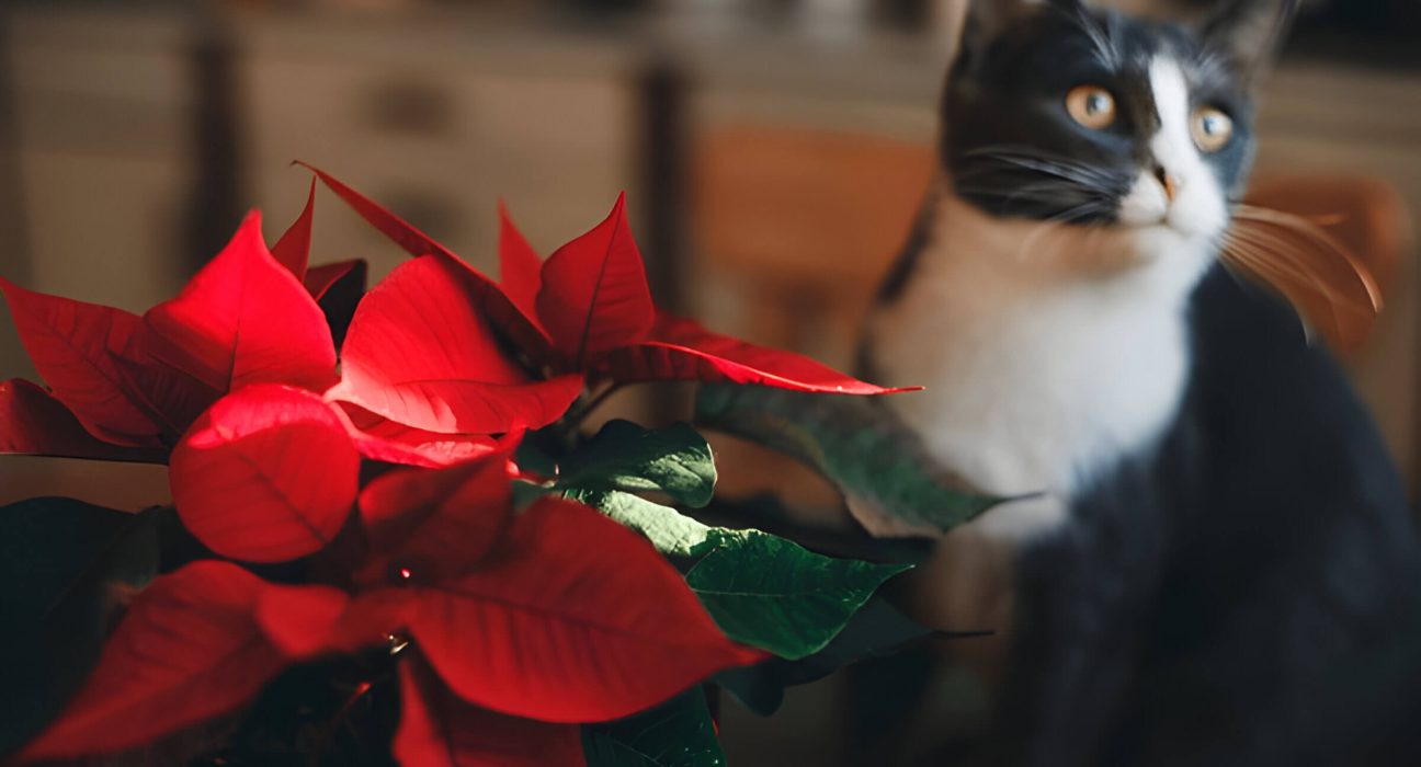 Are Poinsettias Poisonous To Cats The Truth About This Holiday Plant