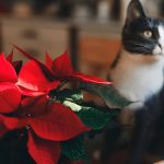 Are Peace Lilies Toxic to Cats? Everything Pet Owners Need to Know