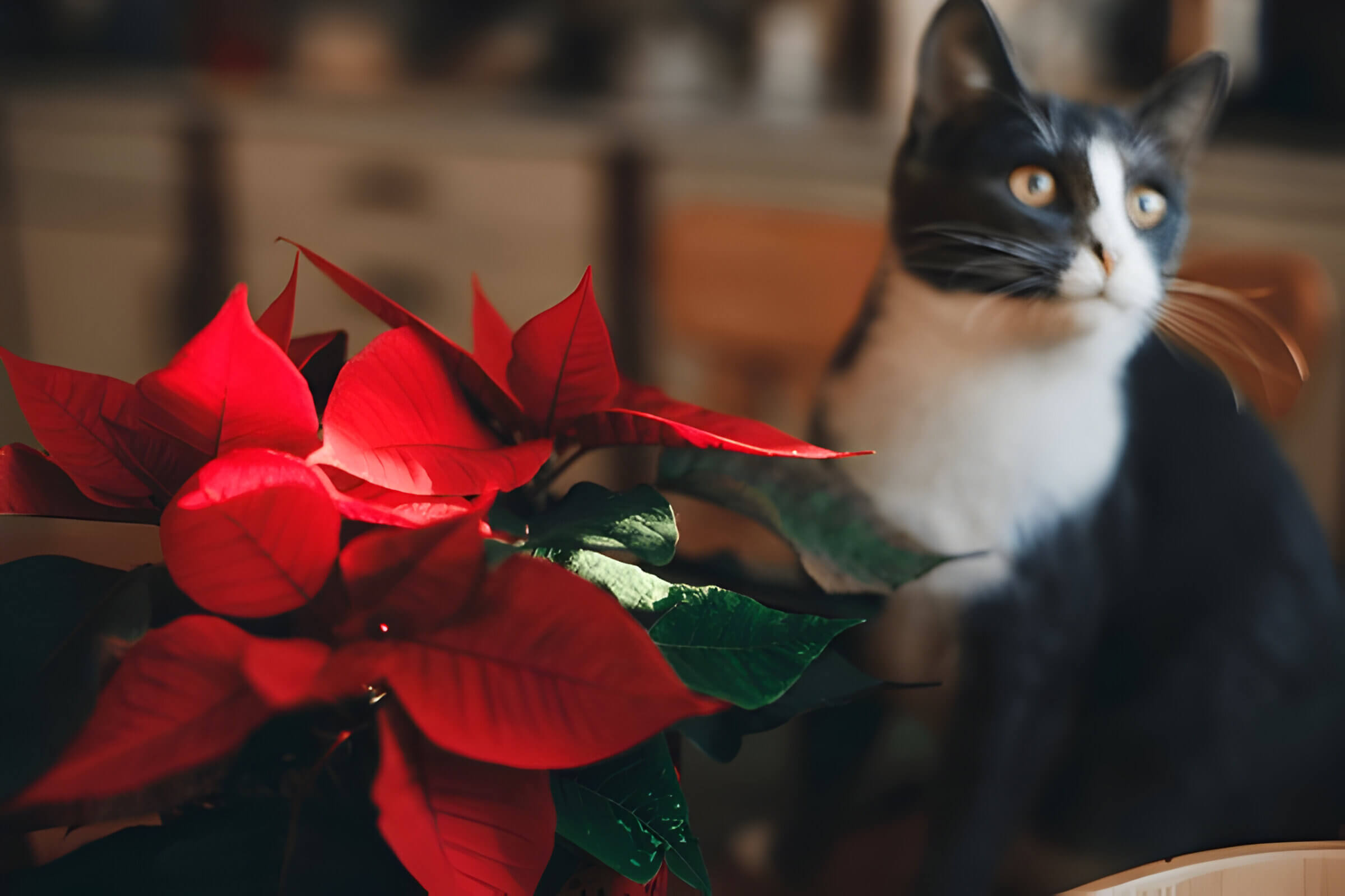 Are Poinsettias Poisonous To Cats The Truth About This Holiday Plant