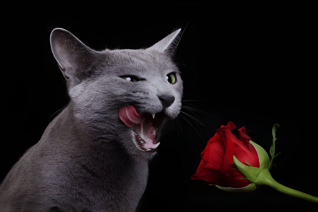 Are Roses Toxic To Cats And What To Do If Your Cat Ingests Roses