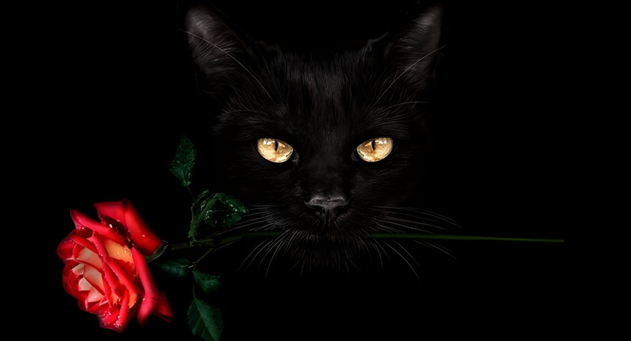 Are Roses Toxic To Cats Understanding The Risks And Safety Measures