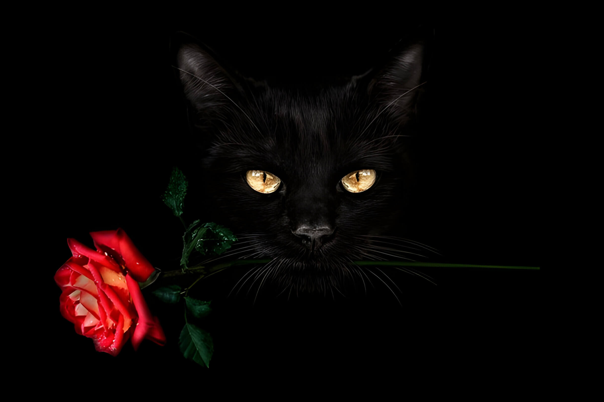 Are Roses Toxic To Cats Understanding The Risks And Safety Measures