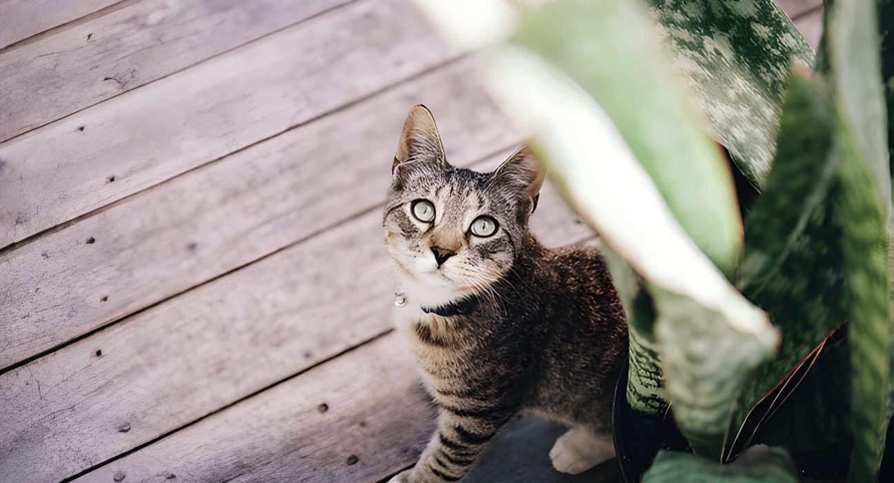 Are Snake Plants Toxic To Cats Keeping Your Feline Safe