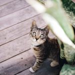 Can Cats Eat Carrots? Guide to Feline Nutrition