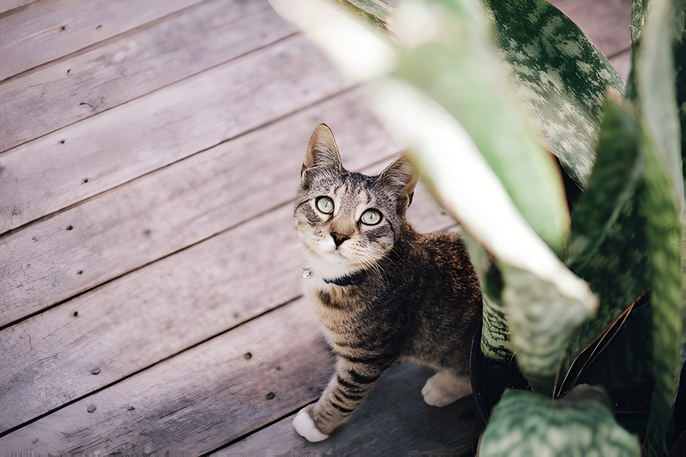 Are Snake Plants Toxic To Cats Keeping Your Feline Safe