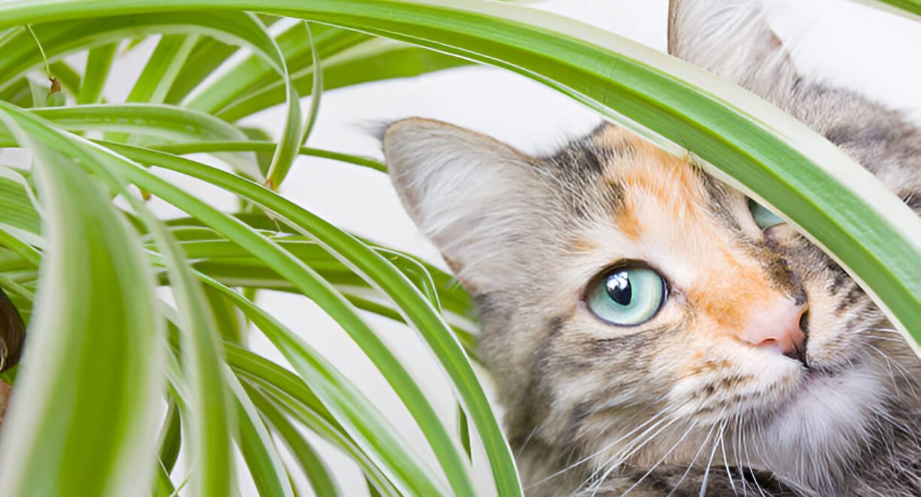 Are Spider Plants Toxic To Cats Guide For Pet Owners