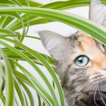 Are Hydrangeas Poisonous to Cats? Understanding the Risks and Precautions