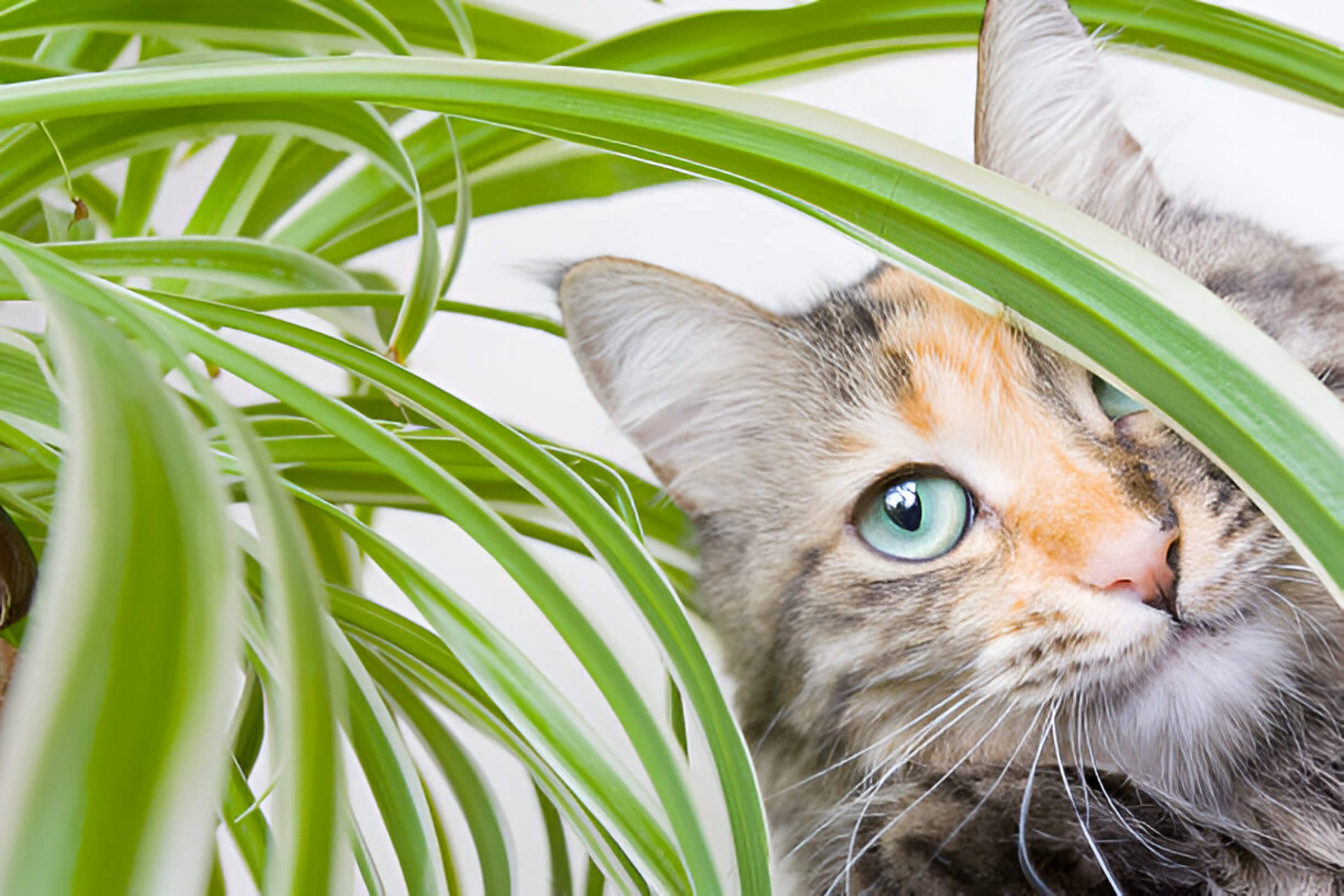 Are Spider Plants Toxic To Cats Guide For Pet Owners