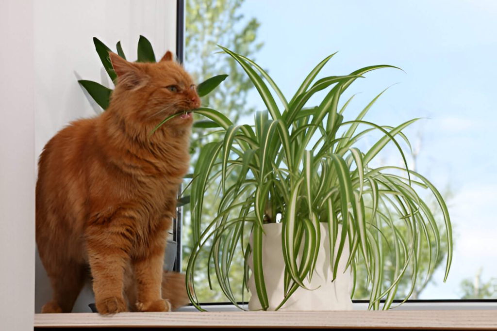 Are Spider Plants Toxic To Cats What To Do If Your Cat Eats A Spider Plant