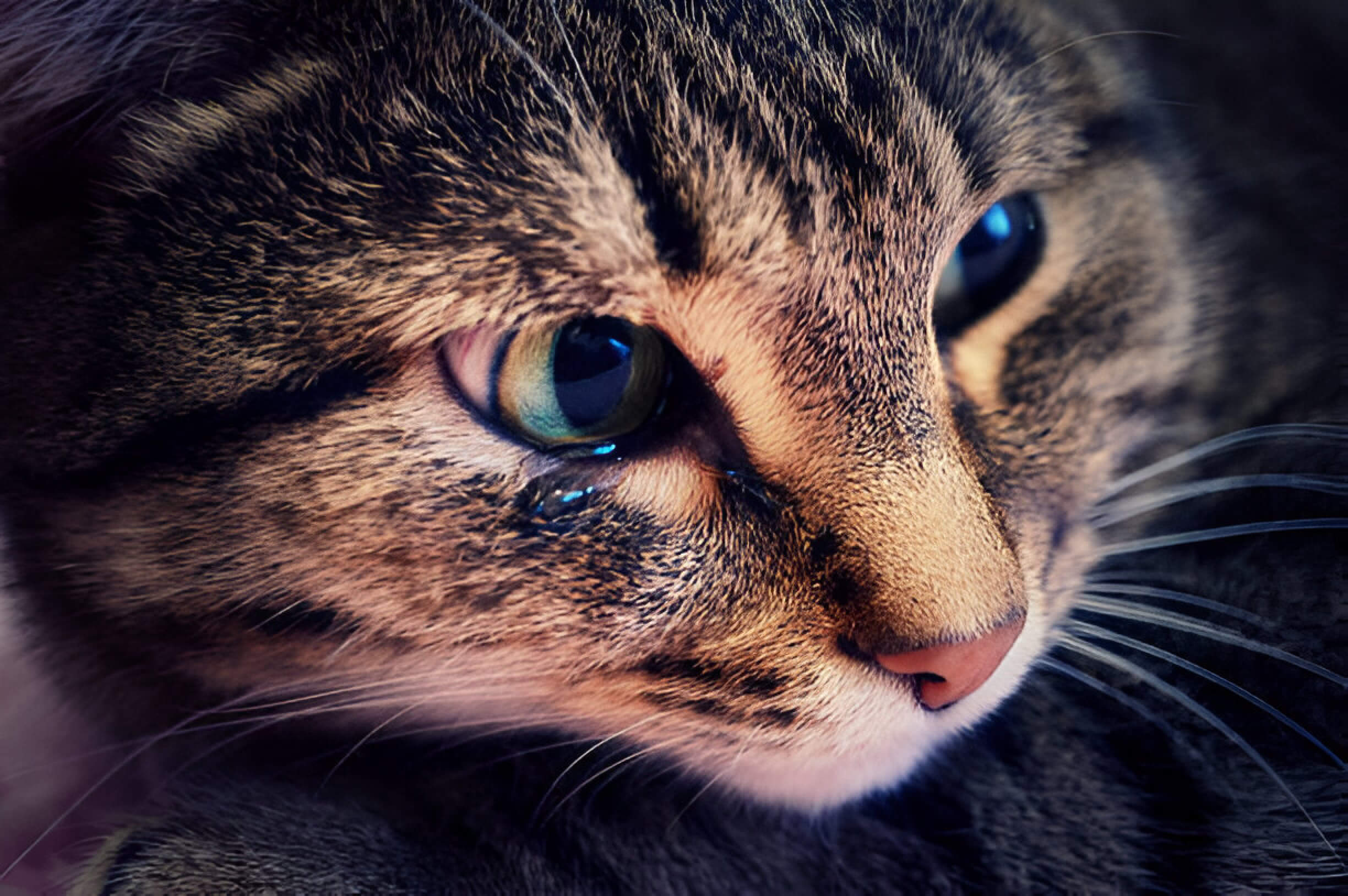 Can Cats Cry Understanding Feline Emotions And Tear Production