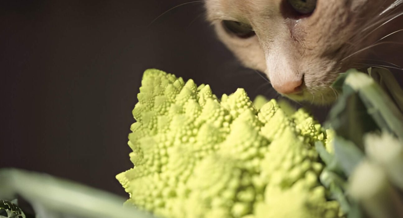 Can Cats Eat Broccoli A Caring Pet Owners Guide To Feline Nutrition