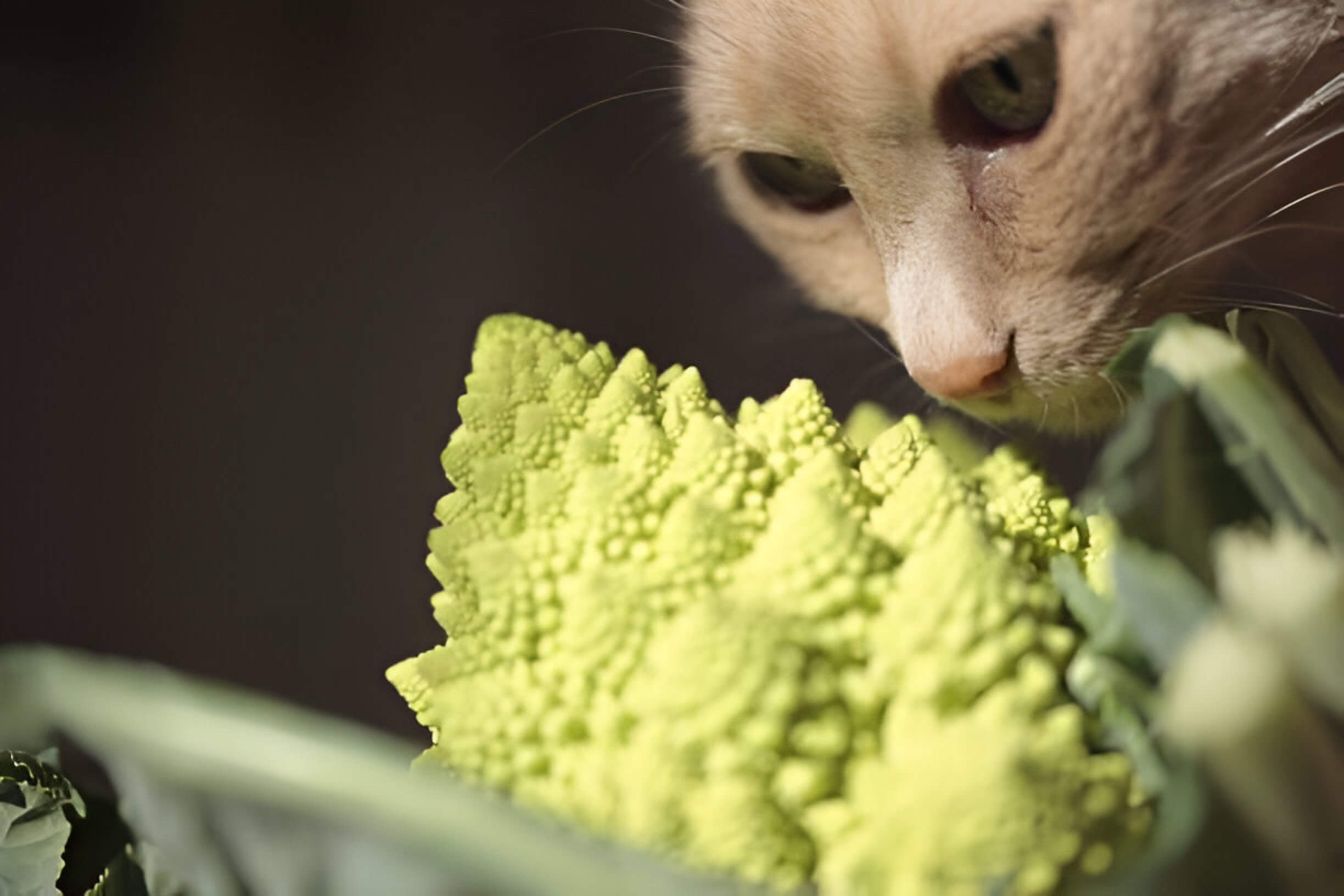 Can Cats Eat Broccoli A Caring Pet Owners Guide To Feline Nutrition