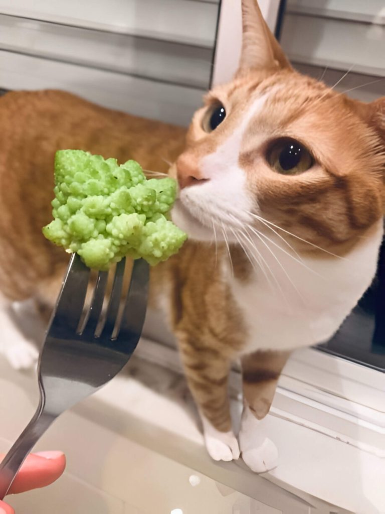 Can Cats Eat Broccoli How To Introduce Broccoli To Your Cats