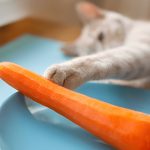 Can Cats Eat Popcorn? A Caring Pet Owner’s Guide to Feline Snacks