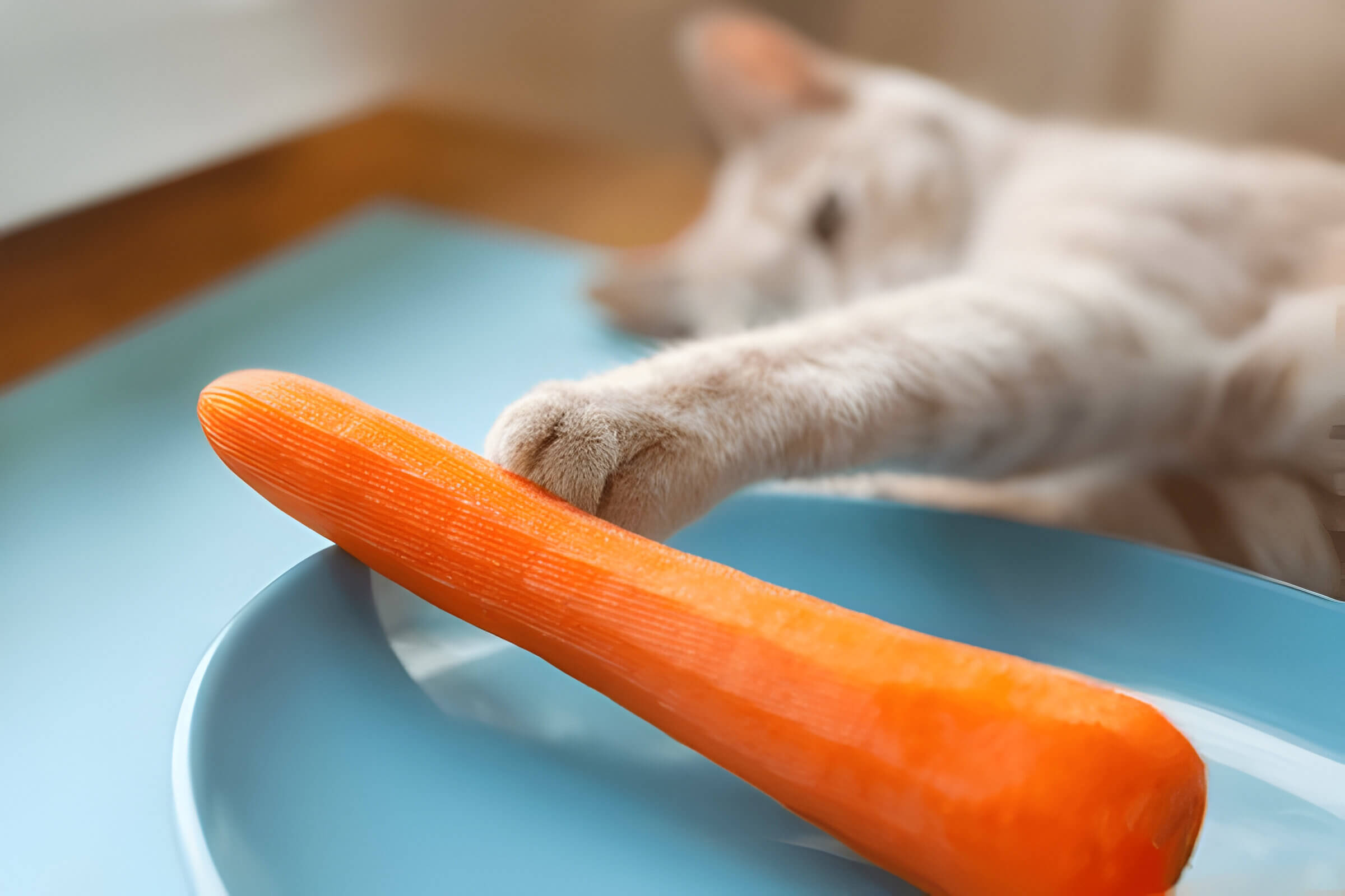 Can Cats Eat Carrots Guide To Feline Nutrition