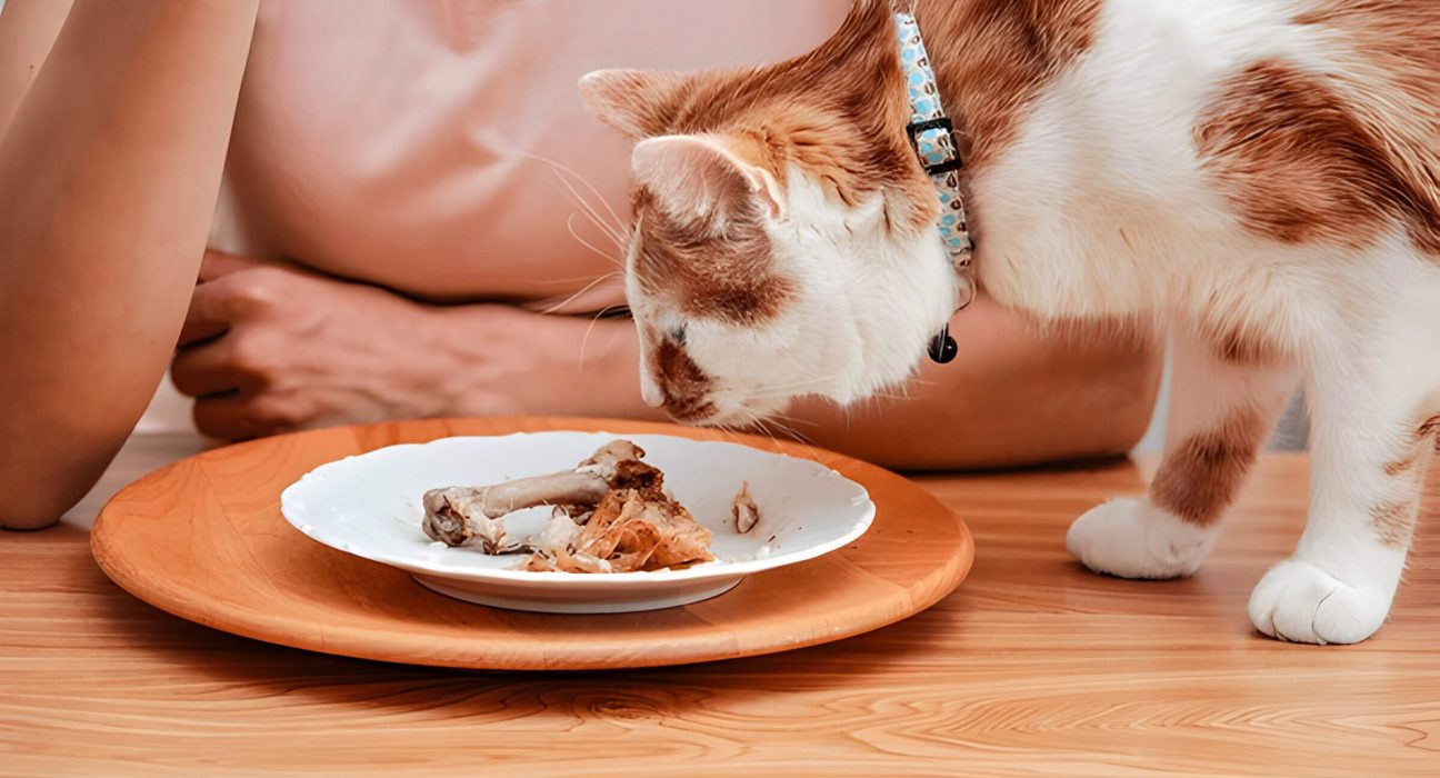 Can Cats Eat Chicken A Caring Guide For Feline Friendly Meals