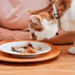 Can Cats Eat Lettuce? A Guide to Feline Nutrition