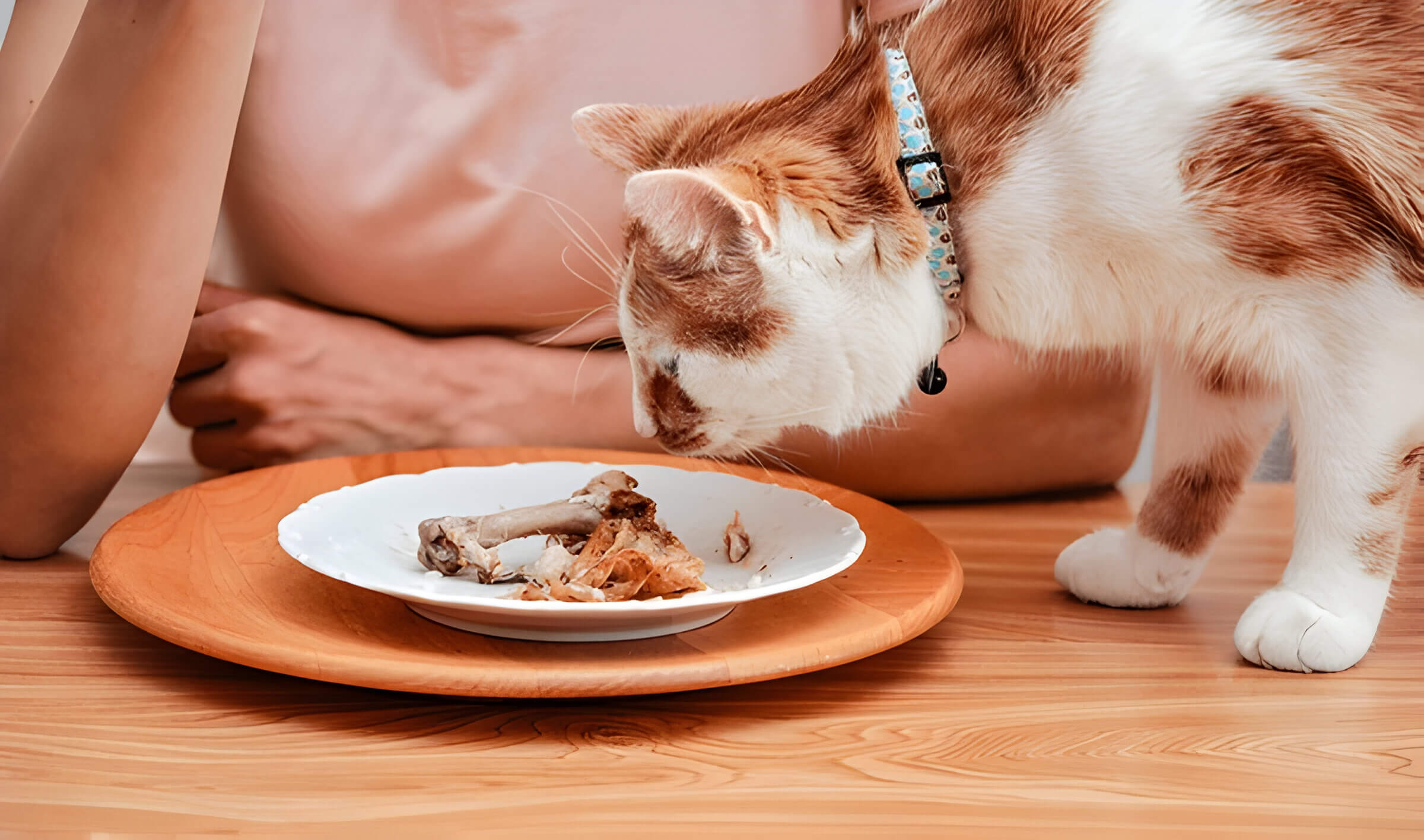 Can Cats Eat Chicken A Caring Guide For Feline Friendly Meals