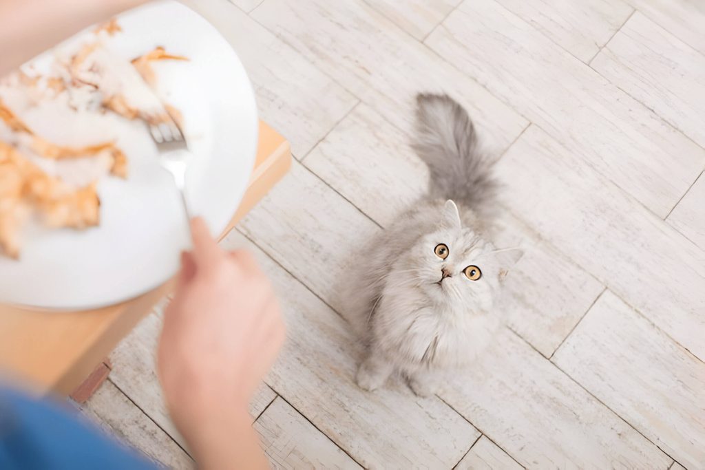 Can Cats Eat Chicken And How To Safely Prepare Chicken For Your Feline Friend