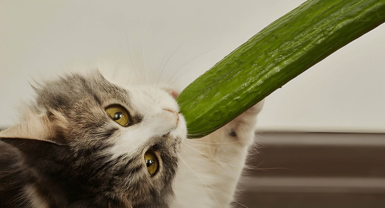 Can Cats Eat Cucumbers A Caring Pet Owners Guide To Feline Nutrition