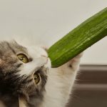 Can Cats Eat Onions? Understanding the Dangers and Keeping Your Feline Safe