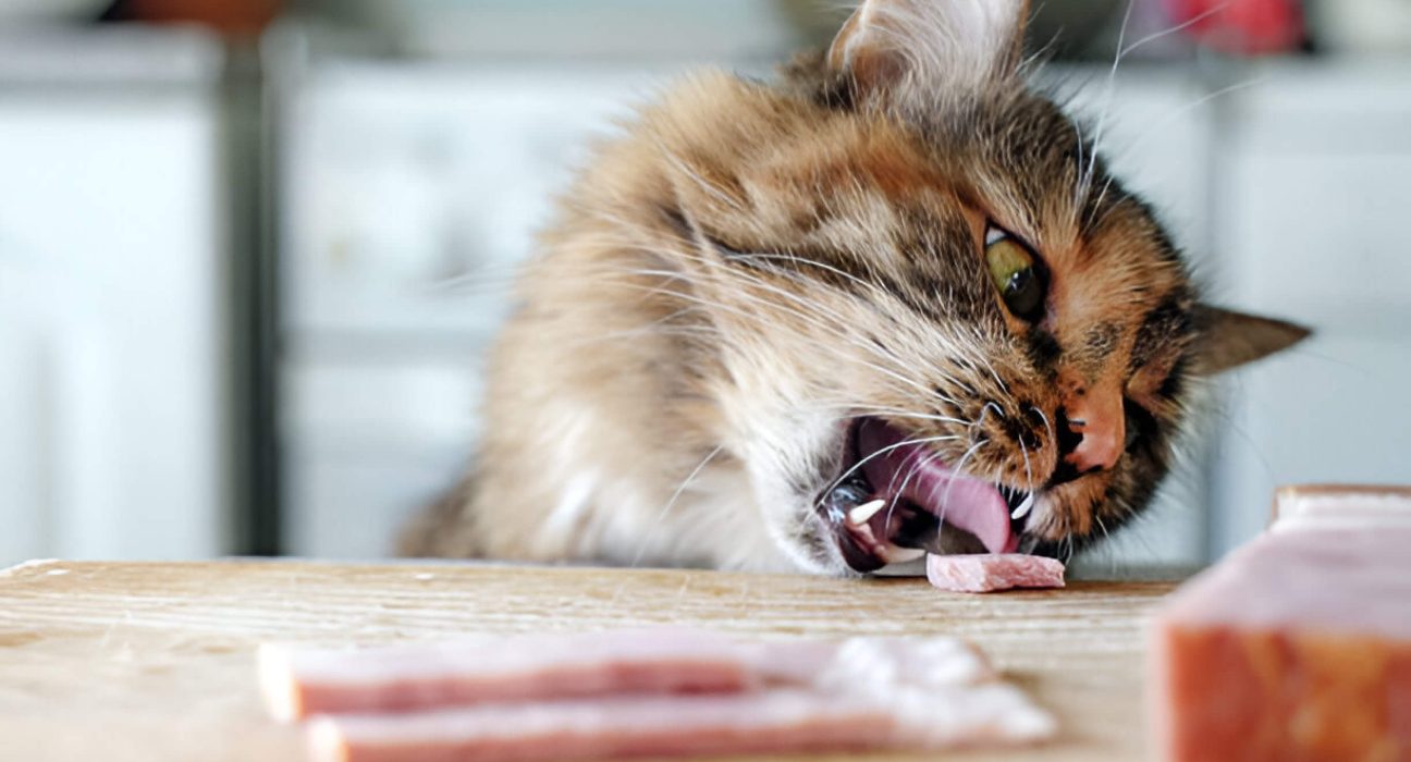 Can Cats Eat Ham Guide For Feline Parents