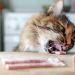 Can Cats Eat Honey? Guide for Feline Owners