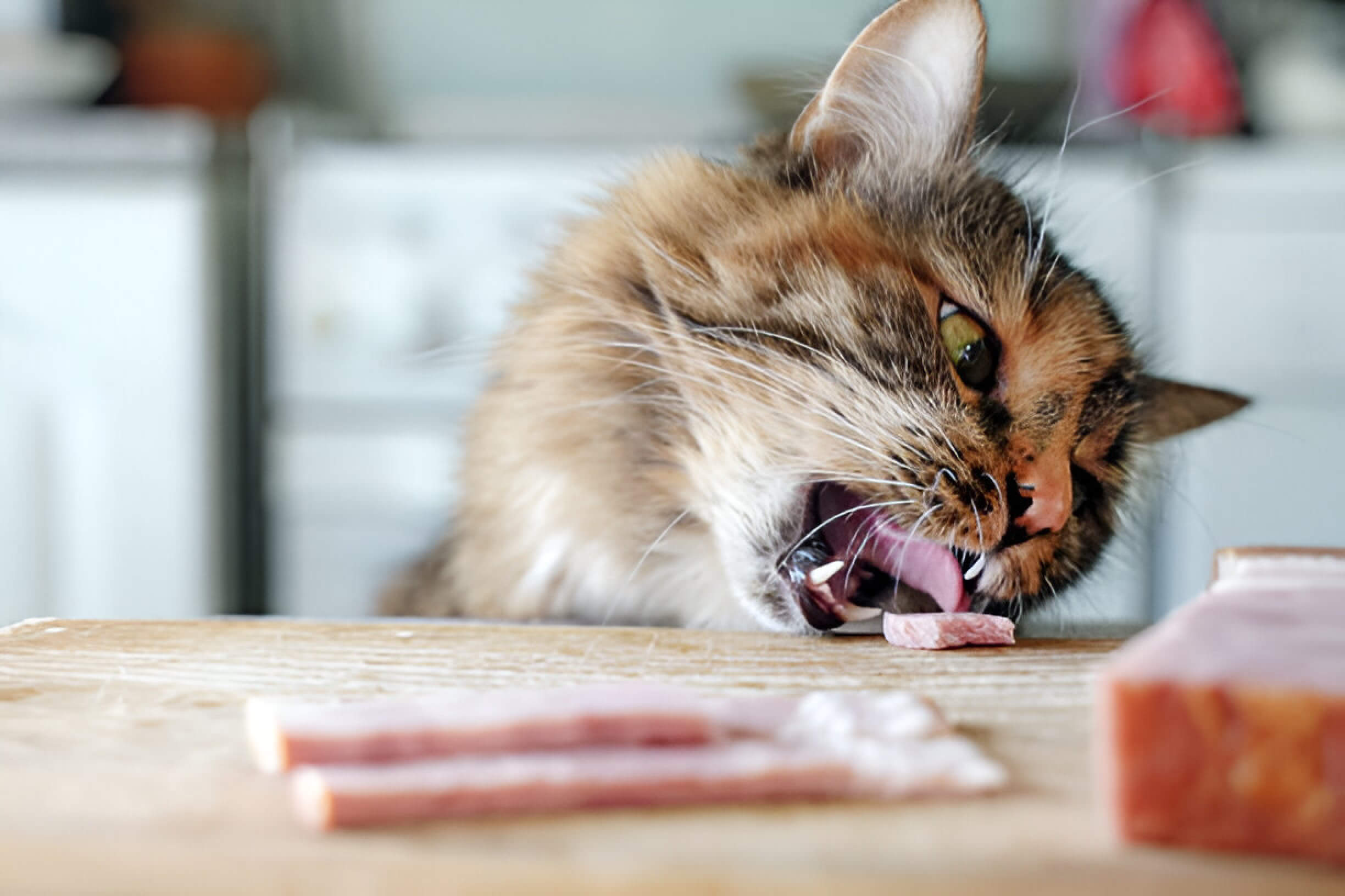 Can Cats Eat Ham Guide For Feline Parents