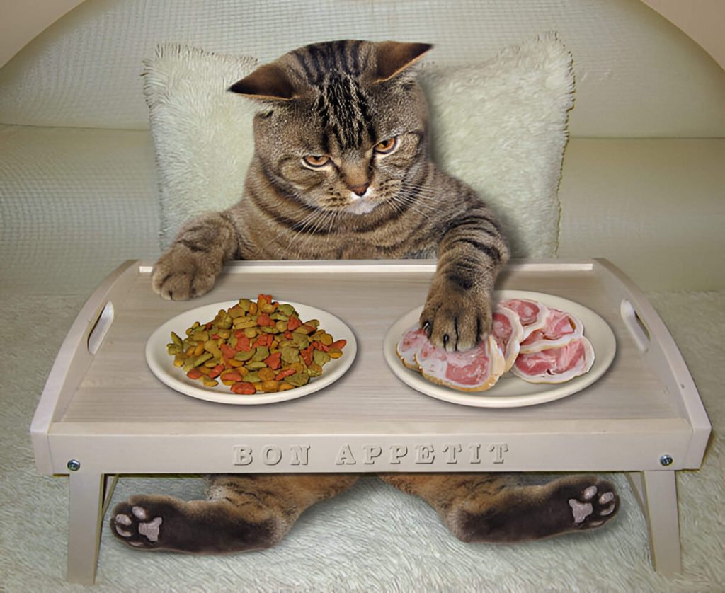 Can Cats Eat Ham Loving Your Cat Through Mindful Feeding