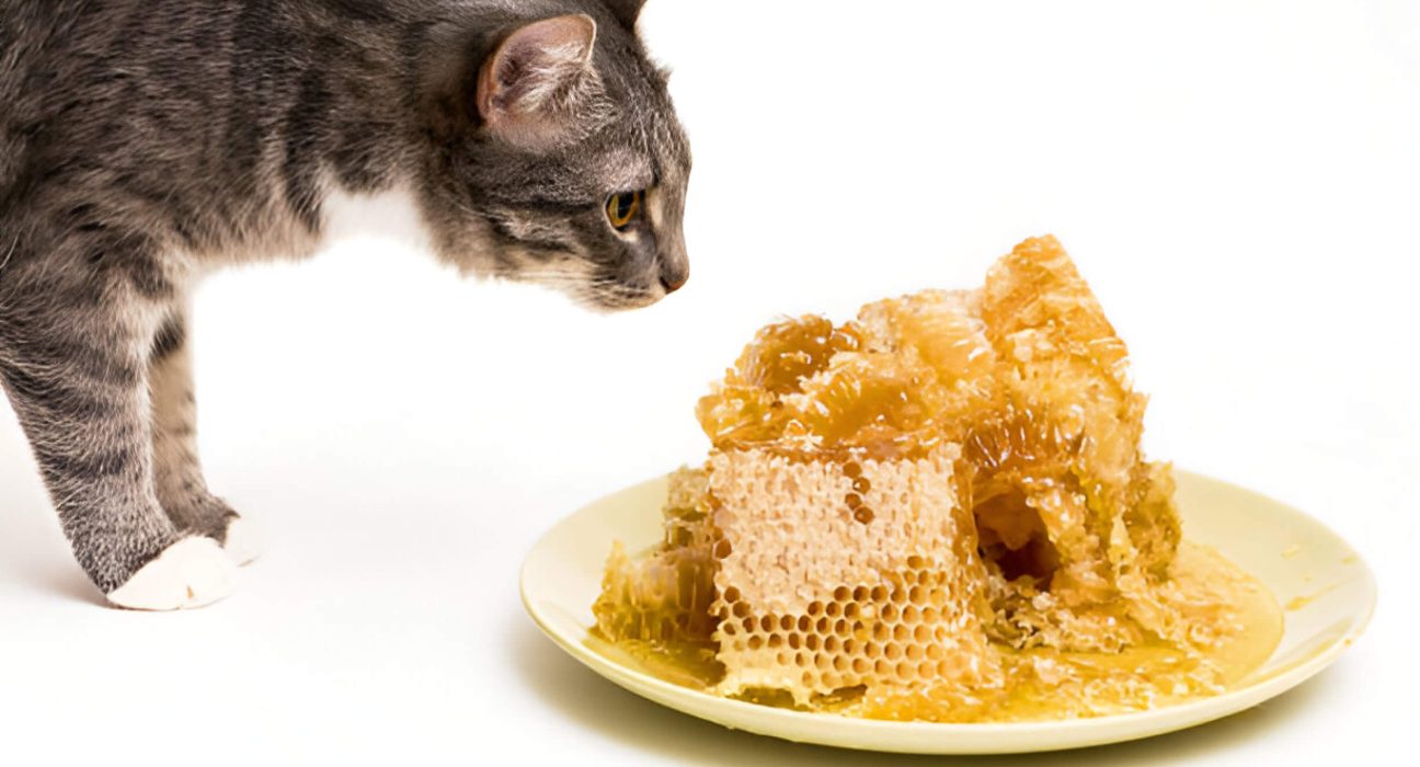 Can Cats Eat Honey Guide For Feline Owners