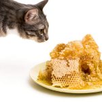 Can Cats Eat Raw Chicken? The Urgent Truth Every Cat Owner Needs to Know