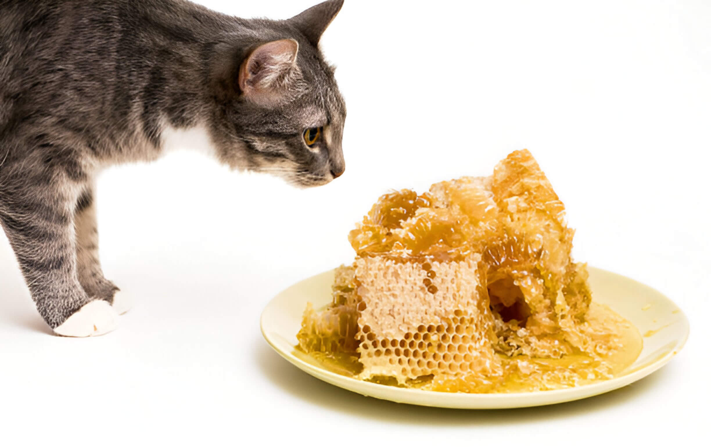 Can Cats Eat Honey Guide For Feline Owners