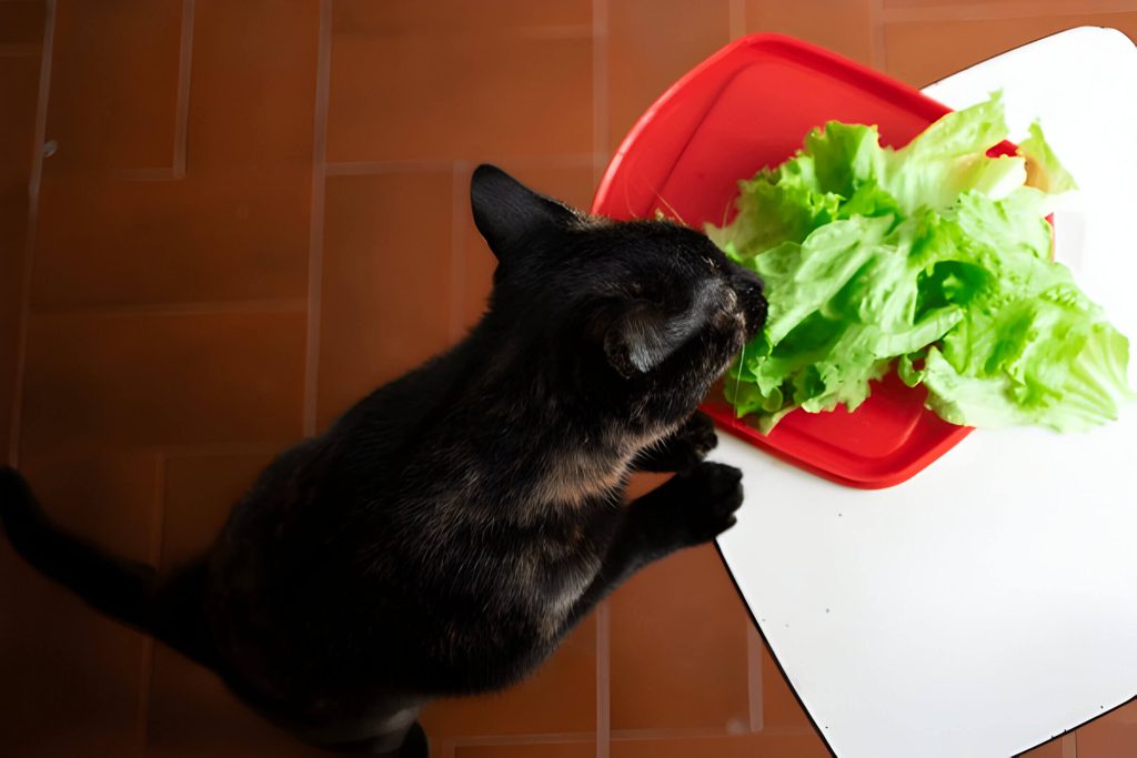 Can Cats Eat Lettuce