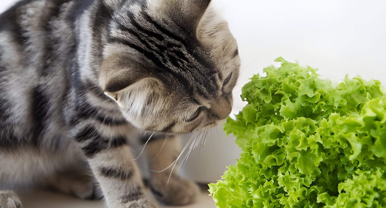 Can Cats Eat Lettuce A Guide To Feline Nutrition