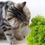 Can Cats Eat Chicken? A Caring Guide for Feline-Friendly Meals