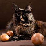 Can Cats Eat Raw Eggs? The Truth About Feline Nutrition and Egg Safety