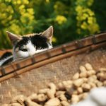 Can Cats Eat Lettuce? A Guide to Feline Nutrition