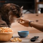 Can Cats Eat Carrots? Guide to Feline Nutrition