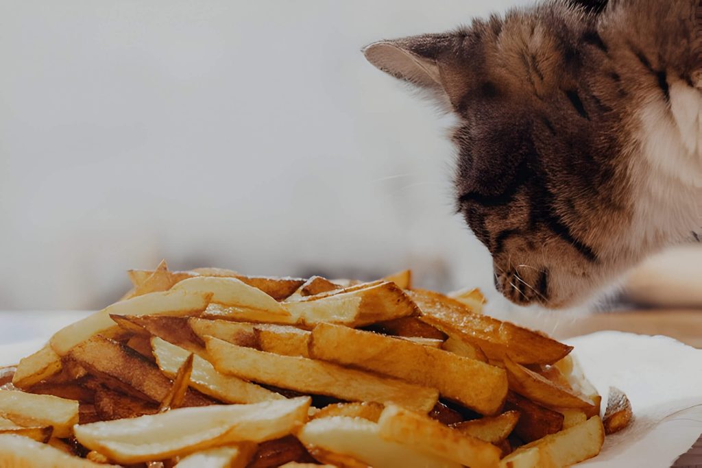 Can Cats Eat Potatoes