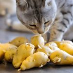 Can Cats Eat Peanuts? Information for Pet Owners